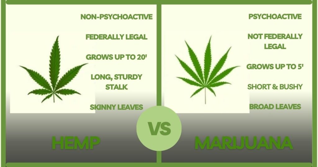 picture showing the differences between hemp and marijuana