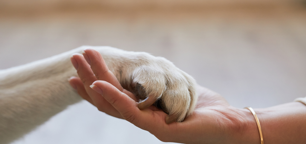 Header showing a human hand holding a dog paw